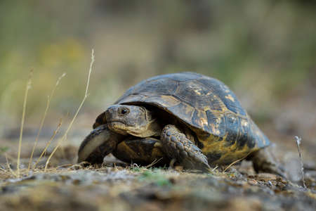 Spur-thighed Tortoise - Testudo graeca, beautiful tortoise from European hills and meadows, Eastern...