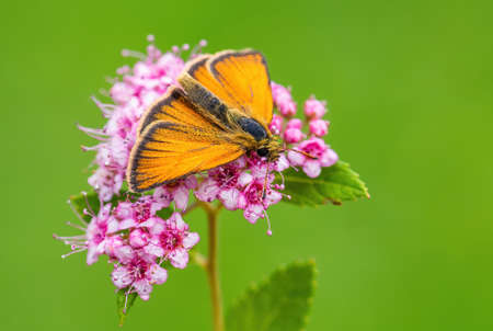 Essex Skipper - Thymelicus lineola, beautiful small orange butterfly from European meadows, Zlin, Czech Republic.の写真素材