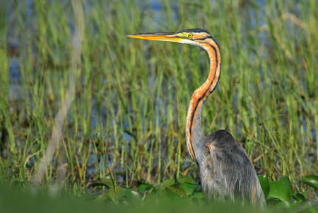 Purple Heron - Ardea purpurea, beautiful large heron from worldwide freshwater, lakes and rivers,...