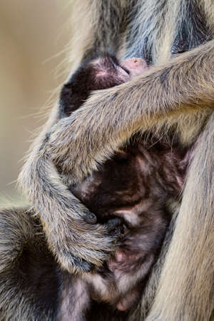 Hanuman Langur - Semnopithecus entellus, beautiful black faced primate from Indian subcontinent, Sri...