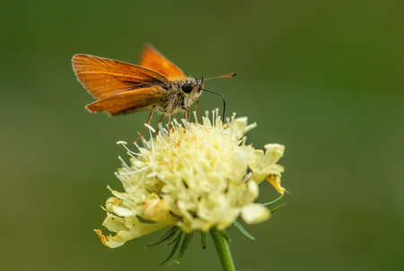 Essex Skipper - Thymelicus lineola, beautiful small orange butterfly from European meadows, Havraniky, Czech Republic.の写真素材