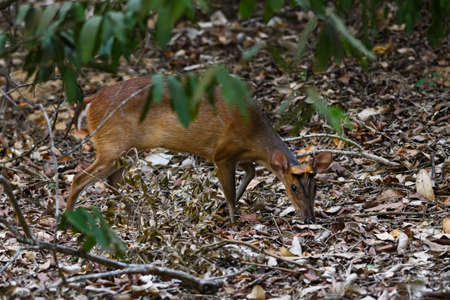 Southern Red Muntjac - Muntiacus muntjak, beatiful small forest deer from Southeast Asian forests and woodlands, Sri Lanka.の写真素材