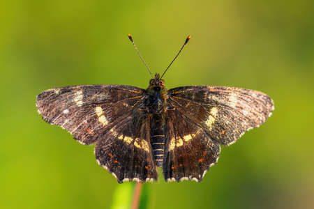 Map Butterfly - Araschnia levana, small beautiful brushfoot butterfly from European meadows and grasslands, Zlin, Czech Republic.の写真素材