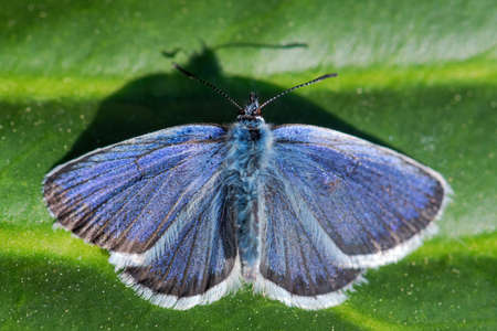 Reverdin's Blue butterfly - Plebejus argyrognomon, beautiful small blue butterfly from European...