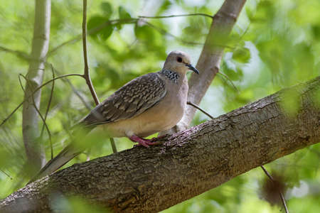 Oriental Turtle-dove - Streptopelia orientalis, beautiful dove from Asian forests, Sri Lanka.