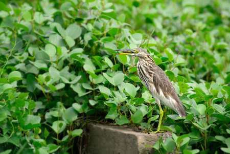 Indian Pond-heron - Ardeola grayii, beautiful brown and white heron from Asian fresh waters and...