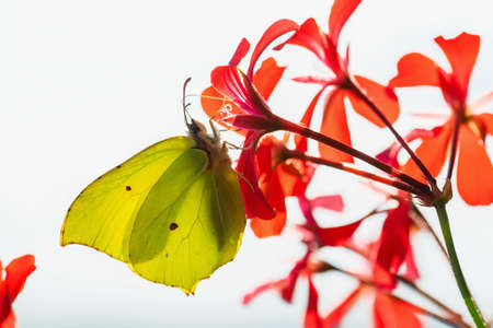 Common Brimstone - Gonepteryx rhamni, beautiful yellow butterfly from European gardens and meadows, Zlin, Czech Republic.の写真素材