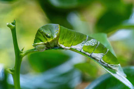 Great Yellow Mormon - Papilio lowi, beautiful large butterfly from Southeast Asian forests and meadows, Borneo, Indonesia.の写真素材
