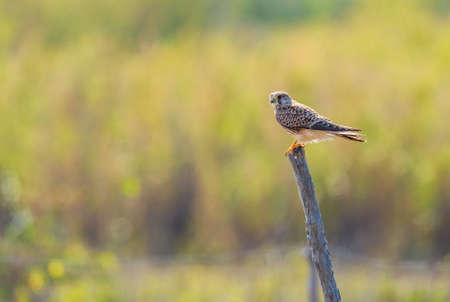 Eurasian Kestrel - Falco tinnunculus, beautiful raptor from European forest, Pag island, Croatia.の写真素材
