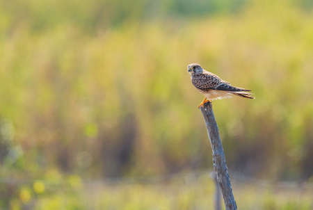 Eurasian Kestrel - Falco tinnunculus, beautiful raptor from European forest, Pag island, Croatia.の素材 [FY310156611913]