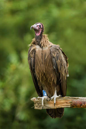 Hooded Vulture - Necrosyrtes monachus, critically endangered Old World vulture from African woodlands and forests, Ethiopia.の写真素材