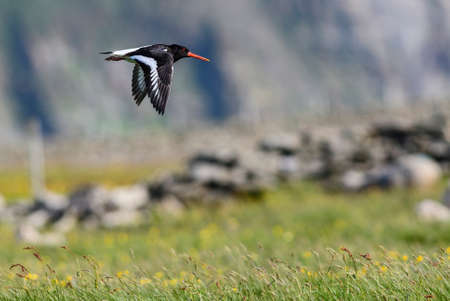 Eurasian Oystercatcher - Haematopus ostralegus, beautiful bird from European and Asian coasts and cliffs, Shetlands, Scotland, United Kingdom.の写真素材