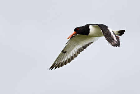 Eurasian Oystercatcher - Haematopus ostralegus, beautiful bird from European and Asian coasts and cliffs, Shetlands, Scotland, United Kingdom.の写真素材