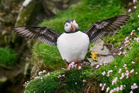 Atlantic Puffin - Fratercula arctica, beautiful colorful sea bird fishing in Atlantic ocean, Shetlands, Scotland, United Kingdom.の写真素材