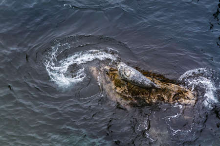 Grey Seal - Halichoerus grypus, large sea mammal from marine coastlines of the Northern Hemisphere,...