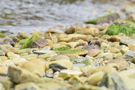Common Eider - Somateria mollissima, beautiful sea duck from North Atlantic coasts, Shetlands,...