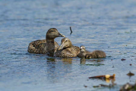 Common Eider - Somateria mollissima, beautiful sea duck from North Atlantic coasts, Shetlands,...