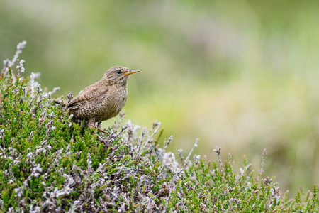 Eurasian Wren - Troglodytes troglodytes, small brown perching bird from European meadows and grasslands, Shetlands, UK.の写真素材