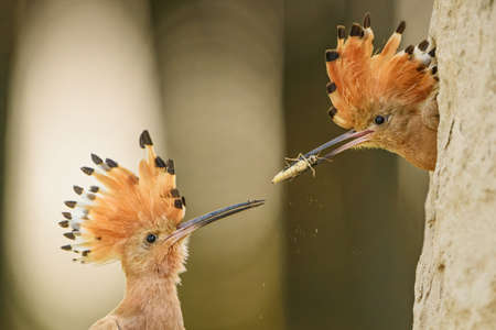 Eurasian Hoopoe - Upupa epops, beautiful orange bird from European forests and meadows, Hortobagy,...