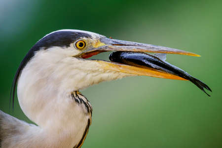 Grey Heron - Ardea cinerea, large common gray heron from lakes and rivers, Hungary.の写真素材