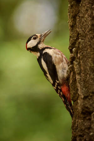 Great Spotted Woodpecker - Dendrocopos major, beautiful colored woodpecker from European forests and...