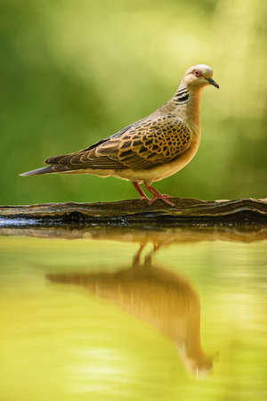 Turtle Dove - Streptopelia turtur, beautiful colorful dove from European woodlands, Hungary.の写真素材