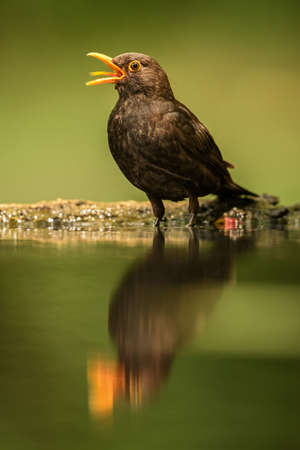 Eurasian Blackbird - Turdus merula, common blackbird from European gardens and forests, Zlin, Czech Republic.の写真素材