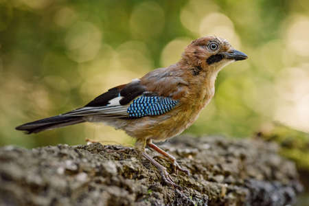 Eurasian Jay - Garrulus glandarius, large colored perching bird from European forests and woodlands, Hungary.の写真素材