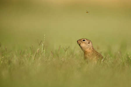 European Ground Squirrel - Spermophilus citellus, cute little ground squirrel from European meadows and fields, Hungary.の写真素材