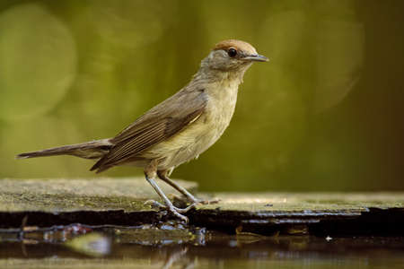 Eurasian Blackcap - Sylvia atricapilla, inconspicuous brown song bird from European forests and...