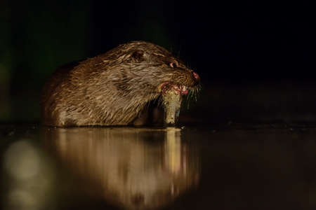 Eurasian River Otter - Lutra lutra, freshwater nocturnal carnivores from European rivers, Hungary.の写真素材