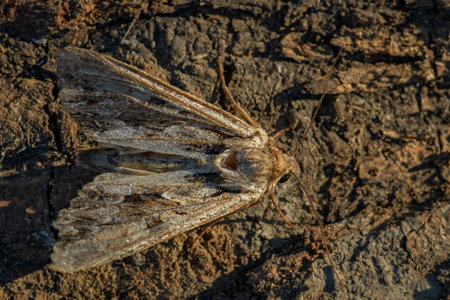 Dark Arches moth - Apamea monoglypha, beautiful brown moth from European meadows and woodlands, Zlin, Czech Republic.の写真素材
