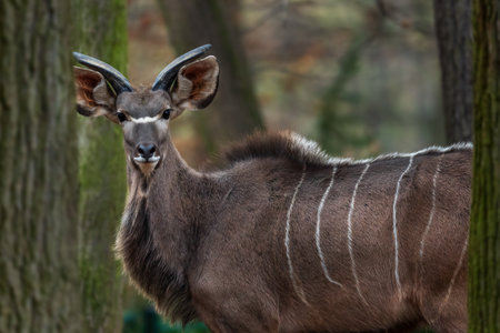 Greater Kudu - Tragelaphus strepsiceros, large striped antelope from African savannas, Etosha National Park, Namibia.の写真素材