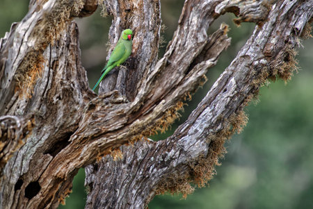 Rose-ringed Parakeet - Psittacula krameri, beautiful noisy green parrot from Sri Lankan woodlands...
