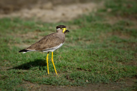Yellow-wattled Lapwing - Vanellus malabaricus, beautiful colored lapwing from Sri Lankan swamps and grasslands.の写真素材
