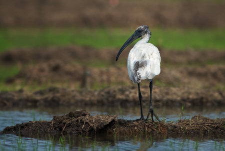 Black-headed Ibis - Threskiornis melanocephalus, beautiful white ibis from Sri Lankan swamps and lakes.の写真素材