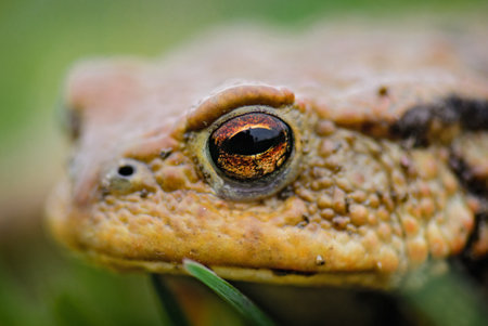 Common European Toad - Bufo bufo, portrait of large frog from European rivers and lakes, Zlin, Czech Republic.の写真素材