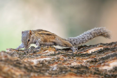 Indian Palm Squirrel - Funambulus palmarum, beautiful squirrel common in Indian woodlands and...