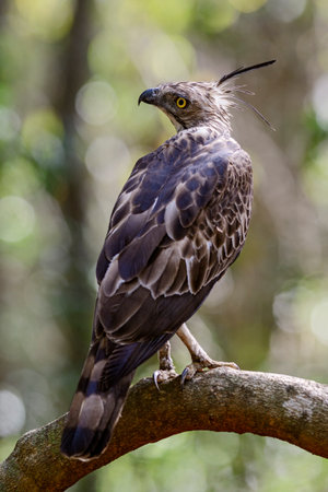 Changeable Hawk-eagle - Spizaetus cirrhatus, beautiful large bird of prey from Sri Lankan woodlands.の写真素材