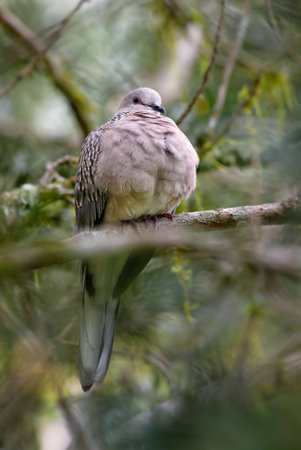 Spotted Dove - Spilopelia chinensis, common beautiful dove from Southeast Asian forests and gardens, Sri Lanka.の写真素材