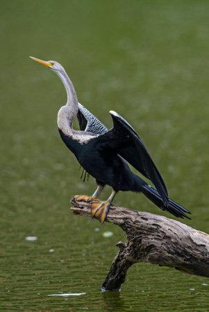 Oriental Darter - Anhinga melanogaster fishing in the lake, Sri Lanka.