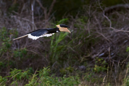 Malabar Pied-hornbill - Anthracoceros coronatus, large hornbill from Indian subcontinent, Sri Lanka.