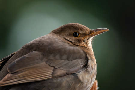 Eurasian Blackbird - Turdus merula, common blackbird from European gardens and forests, Zlin, Czech Republic.の写真素材