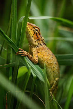 Emma Gray's Forest Lizard - Calotes emma, beautiful colored lizard from Southeast Asian forests, Thailand.の写真素材