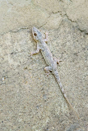 Afro-american House Gecko - Hemidactylus mabouia, beautiful common lizard from African houses,...
