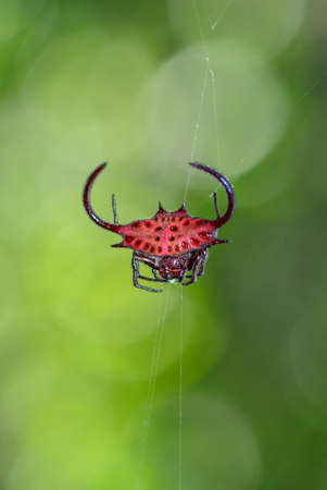 African Spiny orb-weaver - Gasteracantha falcicornis, beautiful unique spider from African forests, Zanzibar, Tanzania.の写真素材