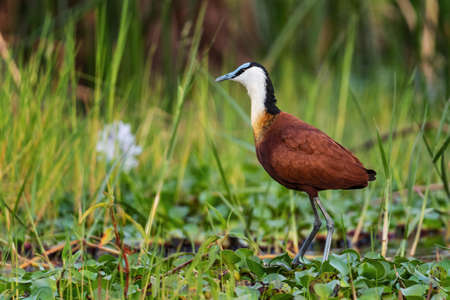 African Jacana - Actophilornis africanus, beautiful colored shy water bird from African lakes, swamps and marshes, lake Ziway, Ethiopia.の写真素材
