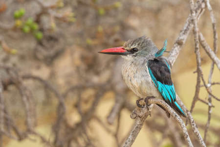 Woodland Kingfisher - Halcyon senegalensis, beautiful collored tree kingfisher from woodlands and forest in Africa south of the Sahara, lake Ziway, Ethiopia.の写真素材