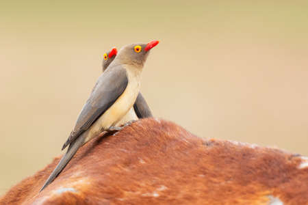 Red-billed Oxpecker - Buphagus erythrorynchus, colored perching bird from East African savannahs and bushes, lake Ziway, Ethiopia.の写真素材