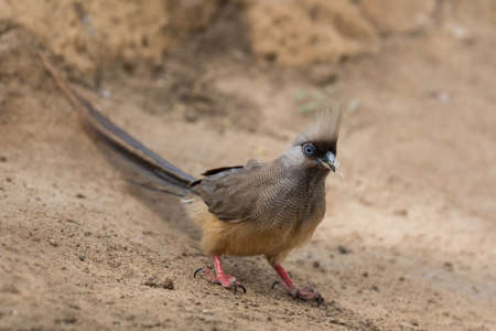 Speckled Mousebird - Colius striatus, beautiful special bird from African bushes, woodlands and savannas, lake Ziway, Ethiopia.の写真素材